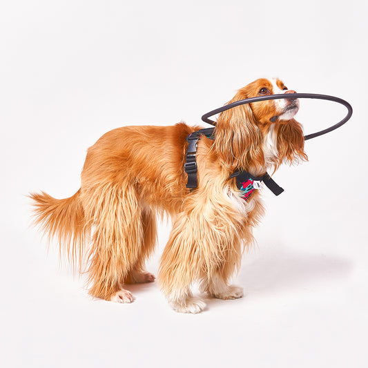 Arnés Funcional para Perritos Ciegos