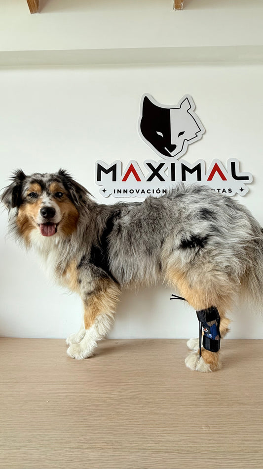 Corrector Propioceptivo de Tarso