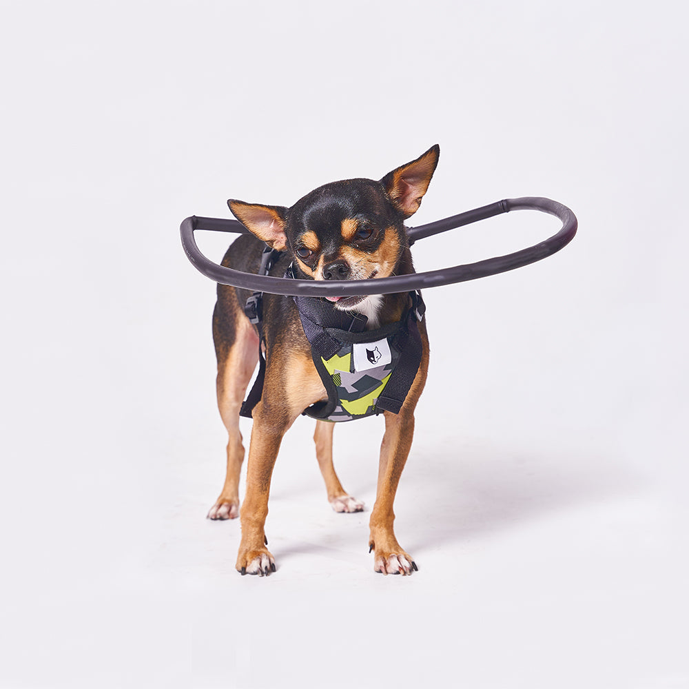 Arnés Funcional para Perritos Ciegos