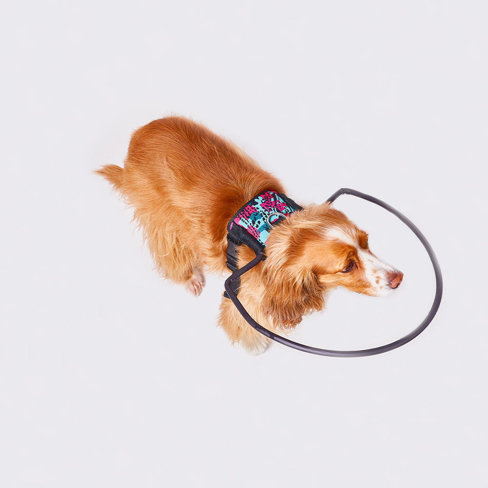 Arnés Funcional para Perritos Ciegos
